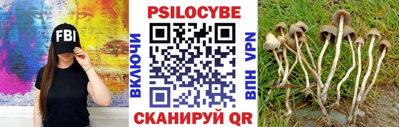гидра как зайти  Горно-Алтайск  Галлюциногенные грибы Psilocybine cubensis 